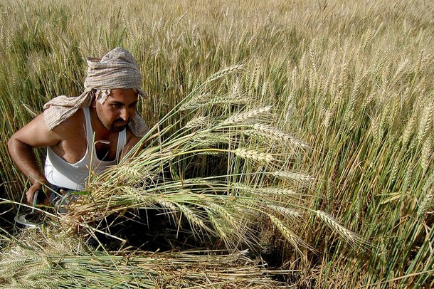 FILES-INDIA-ECONOMY-AGRICULTURE-WHEAT