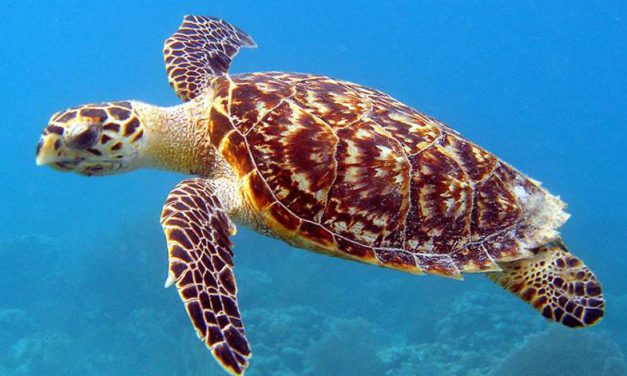 TDI Podcast: Turtles and Trends (#758)