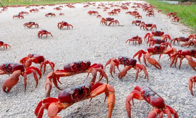 TDI Podcast: Spreading CRABS (#764)